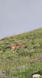 Горные козлы на склонах горы Хуступ в Сюникской области