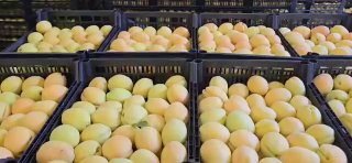 Партия армянских абрикосов в картонных коробках для экспорта в Польшу