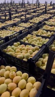 Погрузка армянских абрикосов для экспорта в Польшу и страны ЕС