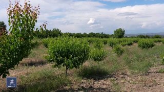 Фермеры в Армавирской области на фоне сельхозугодий, иллюстрация к программе кредитования